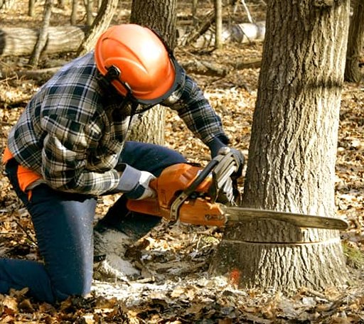 Tree Removal in Bristol, VA